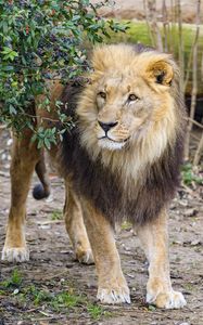 Preview wallpaper lion, animal, predator, mane, big cat, wild