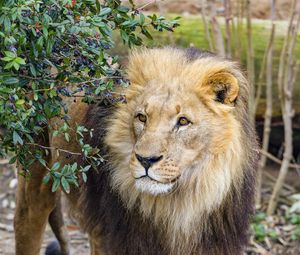 Preview wallpaper lion, animal, predator, mane, big cat, wild