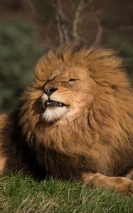 Preview wallpaper lion, animal, predator, big cat, wild