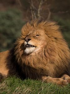 Preview wallpaper lion, animal, predator, big cat, wild