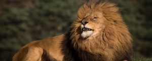 Preview wallpaper lion, animal, predator, big cat, wild