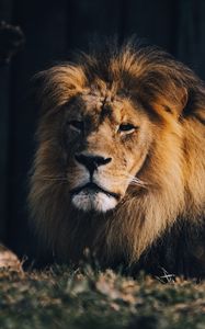 Preview wallpaper lion, animal predator, big cat, brown, wild