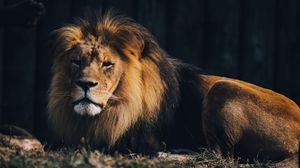 Lion 4k uhd 16:9 wallpapers hd, desktop backgrounds 3840x2160, images and  pictures