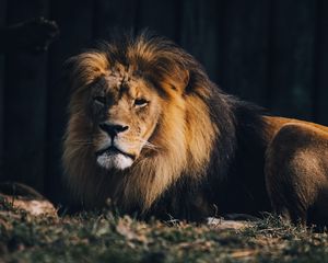 Preview wallpaper lion, animal predator, big cat, brown, wild