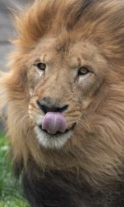 Preview wallpaper lion, animal, protruding tongue, big cat