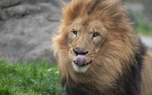 Preview wallpaper lion, animal, protruding tongue, big cat