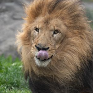 Preview wallpaper lion, animal, protruding tongue, big cat