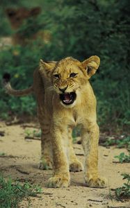 Preview wallpaper lion, baby, kitten, growling, predator