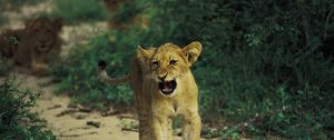 Preview wallpaper lion, baby, kitten, growling, predator