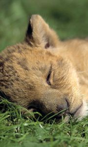 Preview wallpaper lion, baby, sleep, grass, predator