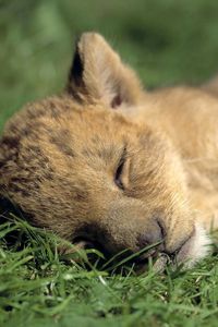 Preview wallpaper lion, baby, sleep, grass, predator