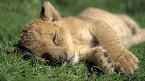 Preview wallpaper lion, baby, sleep, grass, predator