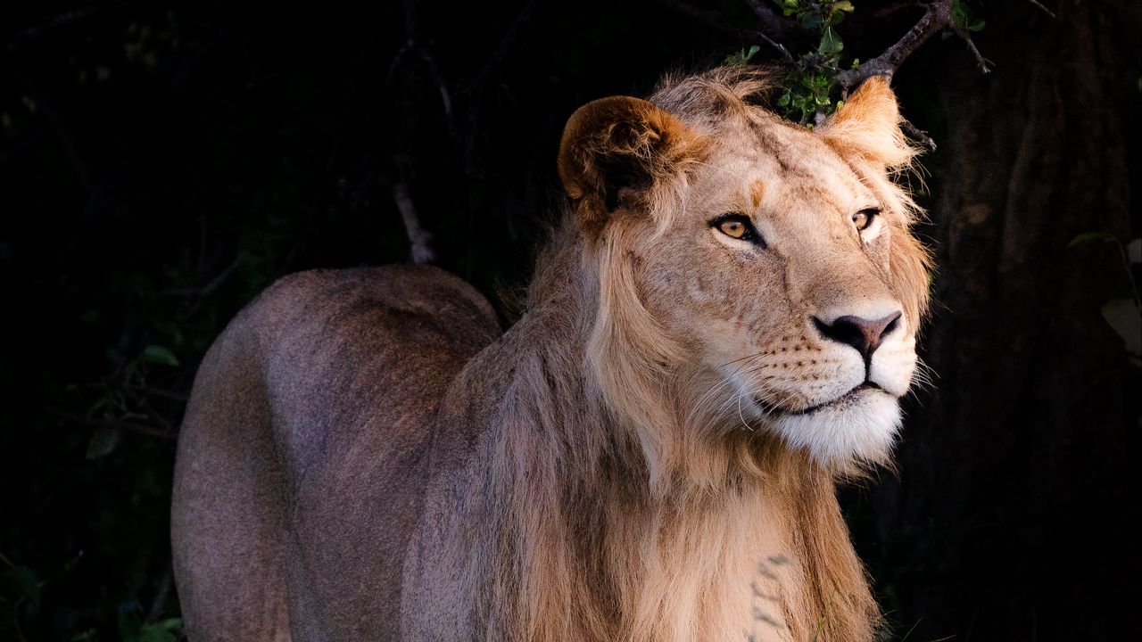 Wallpaper lion, beast, predator, wildlife