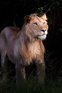 Preview wallpaper lion, beast, predator, wildlife