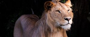 Preview wallpaper lion, beast, predator, wildlife