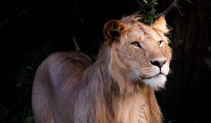 Preview wallpaper lion, beast, predator, wildlife