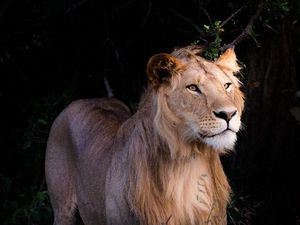 Preview wallpaper lion, beast, predator, wildlife