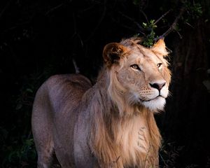 Preview wallpaper lion, beast, predator, wildlife