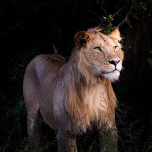 Preview wallpaper lion, beast, predator, wildlife