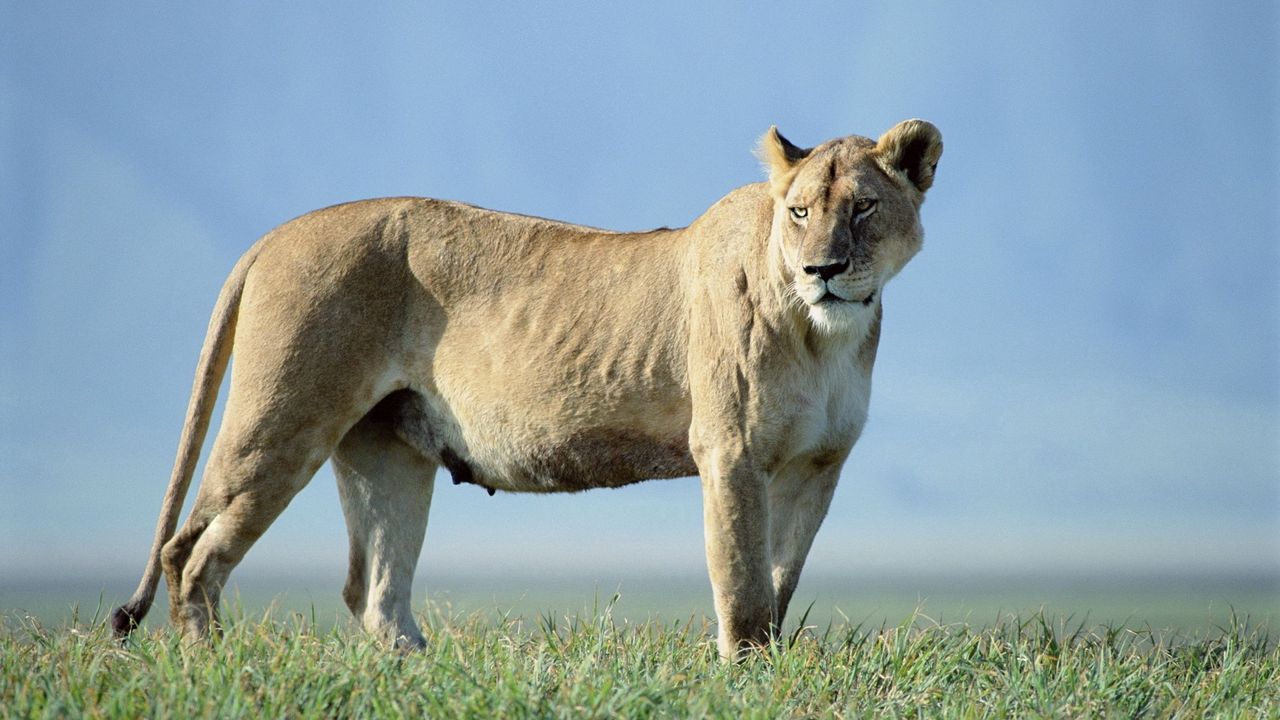 Wallpaper lion, beautiful, grass, truancy, sky