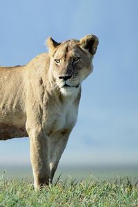 Preview wallpaper lion, beautiful, grass, truancy, sky