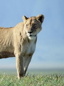 Preview wallpaper lion, beautiful, grass, truancy, sky