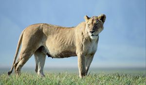 Preview wallpaper lion, beautiful, grass, truancy, sky