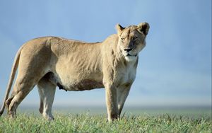 Preview wallpaper lion, beautiful, grass, truancy, sky