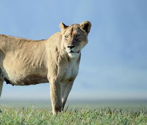 Preview wallpaper lion, beautiful, grass, truancy, sky