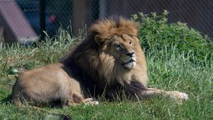Preview wallpaper lion, big cat, animal, grass