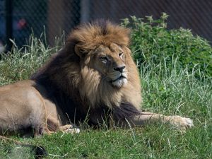 Preview wallpaper lion, big cat, animal, grass