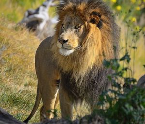 Preview wallpaper lion, big cat, grass, walk