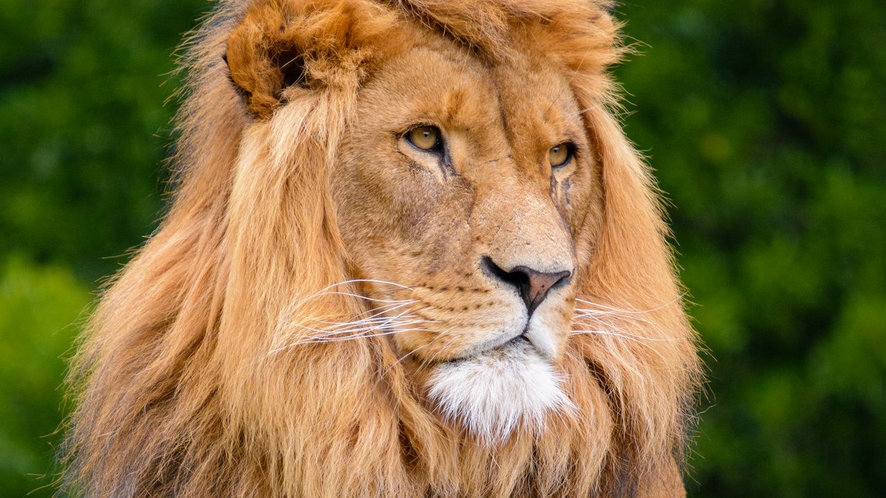 Wallpaper lion, big cat, king of beasts