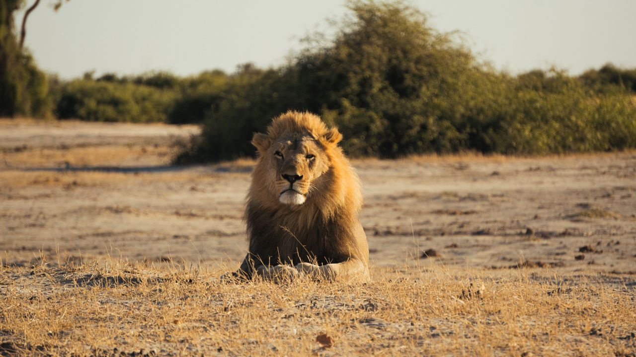 Wallpaper lion, big cat, king of beasts, mane