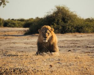 Preview wallpaper lion, big cat, king of beasts, mane