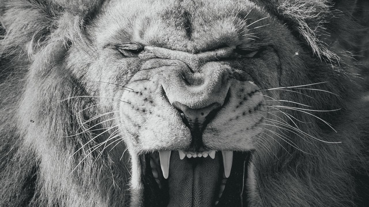 Wallpaper lion, big cat, king of beasts, jaws, bw