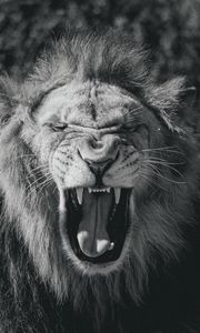 Preview wallpaper lion, big cat, king of beasts, jaws, bw