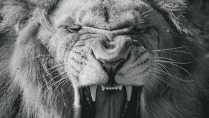Preview wallpaper lion, big cat, king of beasts, jaws, bw