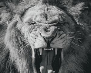 Preview wallpaper lion, big cat, king of beasts, jaws, bw