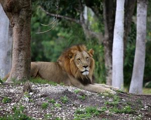 Preview wallpaper lion, big cat, king of beasts, trees