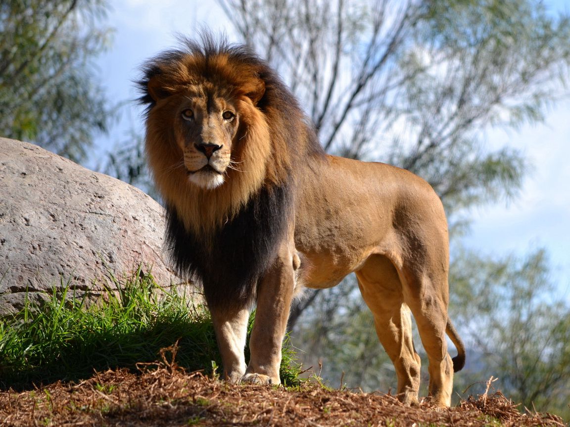 1152x864 Wallpaper lion, big cat, predator