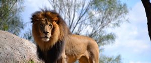 Preview wallpaper lion, big cat, predator
