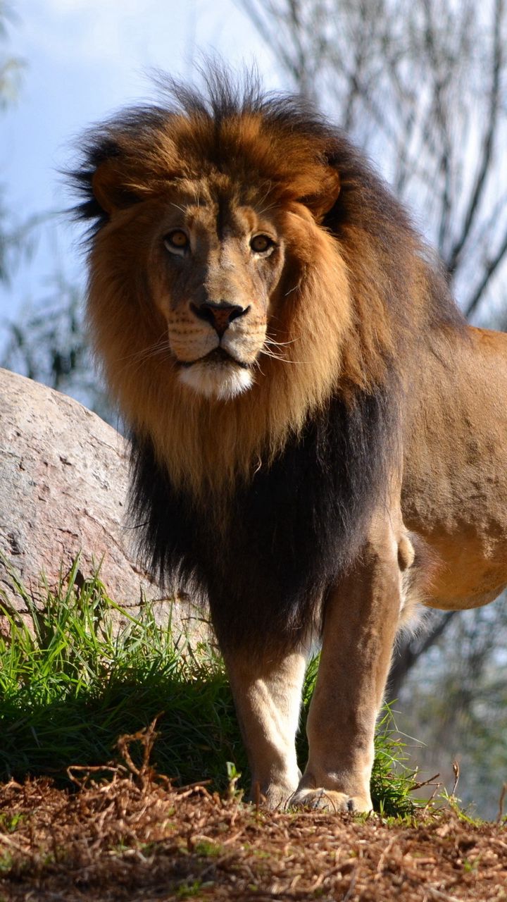 720x1280 Wallpaper lion, big cat, predator
