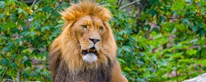 Preview wallpaper lion, big cat, predator, logs, wild