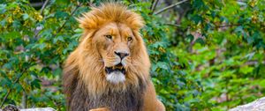 Preview wallpaper lion, big cat, predator, logs, wild