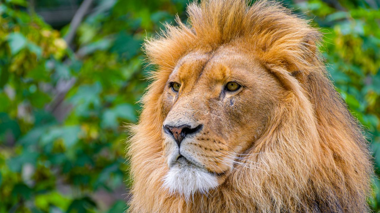 Wallpaper lion, big cat, predator, head, wild, blur