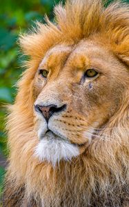 Preview wallpaper lion, big cat, predator, head, wild, blur