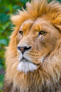 Preview wallpaper lion, big cat, predator, head, wild, blur