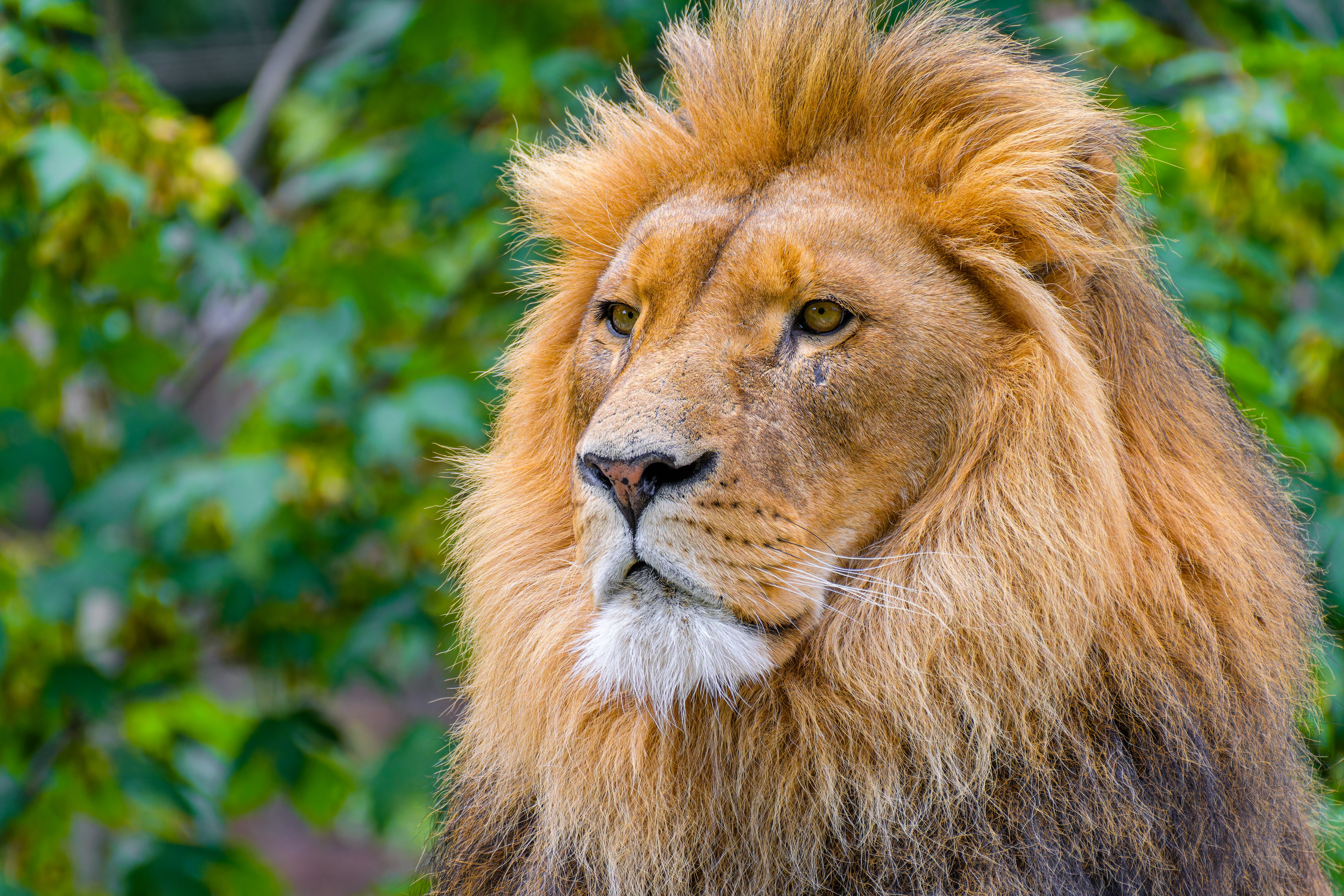 5016x3344 Wallpaper lion, big cat, predator, head, wild, blur