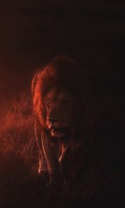 Preview wallpaper lion, big cat, predator, king of beasts, wildlife